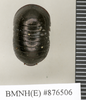 CollectionObject 1573033; 9e574aac-5a52-4c71-b031-23e214479d17: Copyright Natural History Museum, London. Non-type (adult female) in BM(NH). Dorsal view. (CollectionObject).