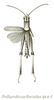 Peitharchicus fasciatus Brunner von Wattenwyl, 1898: Pl. XVIII, Fig. 37. male (body length 28 mm, pronotum 5.8 mm, tegmina 14.5 mm, hind femora 15 mm). (Otu).
