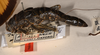 CollectionObject 1557005; 75887049-26ca-4ebc-a0a3-586a039ef5c2: copyright OUM. female of synonym Paradoxomorpha bruchi, lateral view (holotype). (CollectionObject).