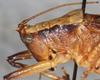 CollectionObject 1564281; 0ea3a610-1413-4230-96a9-e78539a76247: male, head and pronotum, dorso-lateral view. (CollectionObject).