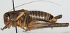 CollectionObject 1527091; 2218c354-e7d4-4807-b47d-ffe5603497f5: male habitus, lateral view (holotype). (CollectionObject).