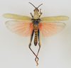 CollectionObject 1518453; e57fc50b-094a-4ab8-9403-5c930fcd856d: male, dorsal view (holotype). (CollectionObject).