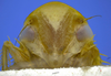 Head on Carapona eximia (DeLong & Freytag, 1975): Male [DZRJ]: head, ventral view. (Observation).
