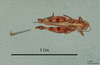 Dociostaurus (Kazakia) genei littoralis Soltani, 1978: Dociostaurus littoralis: male, dorsal view (holotype). (Otu).