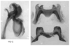 Melanoplus marshallii (Thomas, 1875): male genitalia. (Otu).