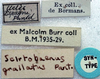 CollectionObject 1516797; 1b384fff-8b4c-4916-b704-604cd3ebf5eb: labels (syntype). (CollectionObject).