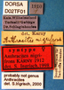 CollectionObject 1572593; e86b4280-b10b-4bf8-9b3a-2512bcbdc2ef, DORSA D02TF01: labels (syntype). (CollectionObject).