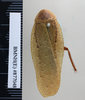 CollectionObject 1573257; a8d99f0d-b47d-470f-b691-ff7a457c7e76: Copyright NHM, London. Dorsal view, male, non-type. (CollectionObject).