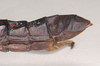 CollectionObject 1557072; NHMUK(SF IMPORT DUPLICATE) 845249, d89acbe1-ff80-426a-ad9f-56a614126646: copyright Natural History Museum, London. female: end of abdomen, lateral view of Anisomorpha paromalus (paralectotype). (CollectionObject).