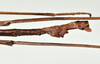CollectionObject 1598208; QM T246825, 350e8788-2eba-44c5-89a1-27aaa31c73e3: copyright QM. male: end of abdomen, lateral view (holotype). (CollectionObject).
