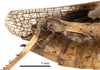 CollectionObject 1538244; c0916a09-98ef-4d96-9a0a-25b727fe70cb: female, lateral view (holotype). (CollectionObject).