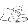 Pygofer, lateral view on Dikrella (Dikrella) fumida (Osborn, 1928): Pygofer, lateral view. (Observation).