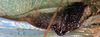 CollectionObject 1517264; 4dc3dae4-02b3-487b-9dac-eda38d349d63: male left mirror area (holotype). (CollectionObject).