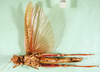 CollectionObject 1502146; 480116cb-cef4-4055-bf46-74b3f9736f4f: female, ventral view, paralectotype. (CollectionObject).