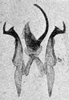 Other: !! display not done !! on Erythridula stolata (McAtee, 1920): Aedeagus, connective, and styli. (Observation).