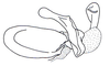 Eucephalacris borellii (Giglio-Tos, 1897): Fig. 133. phallic complex, lateral view. (Otu).