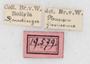 CollectionObject 1561432; NMW 183, de918419-4f5f-4be0-b0cb-51864eb2ab1c: copyright NMW, Vienna. female, data labels (holotype). (CollectionObject).