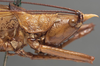 CollectionObject 1506564; 150cc512-9bff-498a-80db-2d89d0d916a7: male head and pronotum, lateral view (possible type). (CollectionObject).