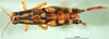 CollectionObject 1502781; 3cf49b63-65cc-442d-bb34-a014f5adf62b: female, dorsal view (syntype). (CollectionObject).