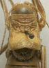 CollectionObject 1534986; c8319368-b54d-49d3-b12a-1185f4c22d4a: male pronotum, dorsal view (holotype). (CollectionObject).
