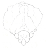 Head on Cladonota (Lecythifera) meteorus Arnaud, 2002: (Observation).
