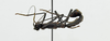 CollectionObject 1563908; cc0b519f-2ecd-460d-8b0e-b86d65e1f279: male, lateral view (holotype). (CollectionObject).