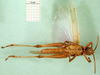 CollectionObject 1501243; 568090d6-6bff-461b-ae71-5087e7e60409, DORSA BA000535S01: male, ventral view (holotype of Anthermus uamicus). (CollectionObject).