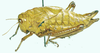 Pneumoracris browni Dirsh, 1963: female, lateral view. (Otu).