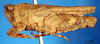 CollectionObject 1530808; 0b28ab40-6093-4d68-9cd3-c5441feabd09: male, lateral view (syntype). (CollectionObject).