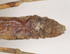 CollectionObject 1559595; NHMUK(SF IMPORT DUPLICATE) 844775, 338a2be8-f9cc-4214-8b77-676734117d15: copyright Natural History Museum, London. female: end of abdomen, dorsal view (holotype). (CollectionObject).