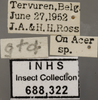Other: !! display not done !! on Alnetoidia (Alnetoidia) alneti (Dahlbom, 1850): Labels. (Observation).