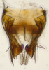 Pygofer ventral appendages, ventral view on Bhatia Distant, 1908 nsp 8-56: (Observation).