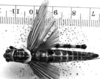 CollectionObject 1540851; 61addda2-0ddf-4c05-9a70-7343e1ae23d2: Image, Carbonell, C.S. female, dorsal view (holotype). (CollectionObject).