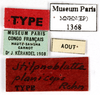 CollectionObject 1587340; MNHN(SF IMPORT DUPLICATE) MNHN-EP-EP1368, a3988556-3864-4b26-8f03-c243ca4cc6ff: CC BY-NC-ND 4.0/MNHN - Depraetere Marion - 2014. Type, female, of planiceps Rehn, 1937. Specimen number: MNHN-EP-EP1368. http://coldb.mnhn.fr/catalognumber/mnhn/ep/ep1368. (CollectionObject).