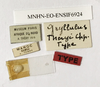 CollectionObject 1535319; 01efe256-e239-4024-8e2f-bbfb7e7ce900, MNHN-EO-ENSIF6924: labels (holotype). (CollectionObject).
