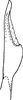 Pygofer ventral appendages, ventral view on Empoasca (Empoasca) anilla Ross, 1959: Pygofer process, ventral view. (Observation).