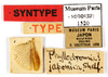 CollectionObject 1587604; MNHN(SF IMPORT DUPLICATE) MNHN-EP-EP1520, f78c654e-5bc7-40d2-b5fd-3958609eb4b4: CC BY-NC-ND 4.0/MNHN - Depraetere Marion - 2014. Syntype, female, of japonica Shelford, 1907. Specimen number: MNHN-EP-EP1520. http://coldb.mnhn.fr/catalognumber/mnhn/ep/ep1520. (CollectionObject).