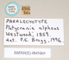 CollectionObject 1559739; 5af4de94-1acf-4d4e-8592-187154a1ab36: copyright Natural History Museum, London. female juv., data labels of Platycrania alpheus (paralectotype). (CollectionObject).;CollectionObject 1559740; 15a8e9e2-4bb7-4d24-a7ee-06bf976abf6a: copyright Natural History Museum, London. female juv., data labels of Platycrania alpheus (paralectotype). (CollectionObject).
