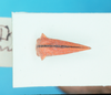 Habitus, dorsal view: !! display not done !! on Ennya nigrostrigata (Buckton, 1901): (Observation).