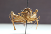 CollectionObject 1583437; 76c46bb3-cd92-42e1-8ac3-982d0c2c6c54: female, caudal view (paratype). (CollectionObject).