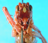 CollectionObject 1500156; 0e702e4b-4825-45ff-affa-a8be383f539c, MfN 5062: female, frontal view (holotype). (CollectionObject).