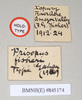 CollectionObject 1561354; NHMUK(SF IMPORT DUPLICATE) 845174, 55a73d33-d7a8-47ac-b558-273efabf71c9: copyright Natural History Museum, London. female of synonym Prisopus fisheri, data labels (holotype). (CollectionObject).