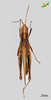 CollectionObject 2243721; 0f36dc29-fbe8-4a4c-8d70-3c7fe882f806, Unioeste Cascavel K-0831: Male, dorsal view. (CollectionObject).