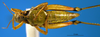 CollectionObject 1578446; d19697c2-d24d-4163-bc6c-5d46bc7fd429: female, ventral view. (CollectionObject).