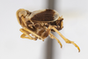 Habitus, lateral view: !! display not done !! on Unkanodes (Laoterthrona) albifascia (Matsumura, 1900): (Observation).