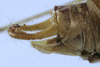 CollectionObject 1539794; 4f128563-62e4-4e58-b329-04d6f0dc9366: male abdomen tip, lateral view (holotype) - http://coldb.mnhn.fr/catalognumber/mnhn/eo/ensif799. (CollectionObject).