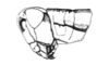 Orotettix andeanus (Bruner, 1913): Fig. 25. female, head and pronotum, lateral view. (Otu).
