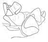Conometopus cristaticollis Blanchard, 1851: Fig. 25. phallic complex, lateral view. (Otu).