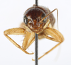 CollectionObject 1588017; 1b0134b5-e58a-4e95-8bf4-505223ff096e, MNHN-EO-ENSIF6914: female, face (paratype). (CollectionObject).