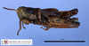 CollectionObject 1514374; 28fc909f-a323-4f58-8be0-a504e1ae2076, MLP2377/1: male, lateral view (paratype). (CollectionObject).